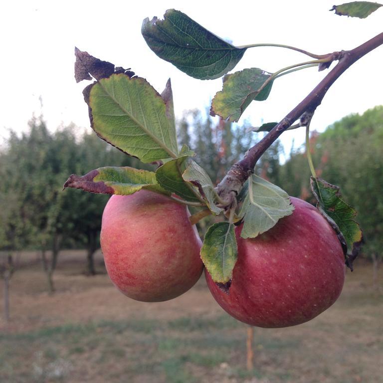 منزل الضيف Gazitepekoy  في غراندماز ووندر لاند المظهر الخارجي الصورة